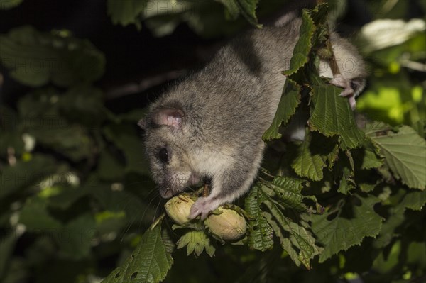 Fat dormouse