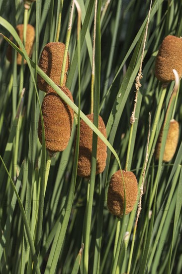 Dwarf Bulrush