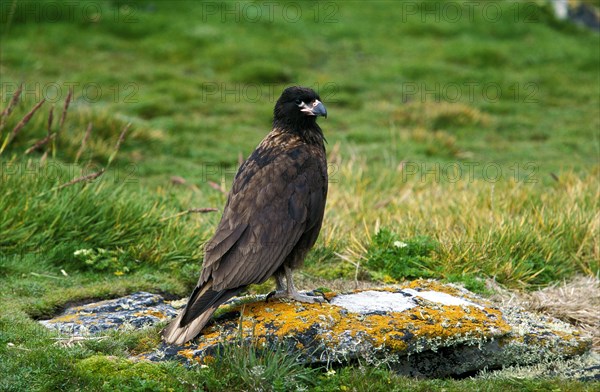 Striated Caracara
