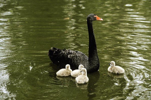 BLACK SWAN