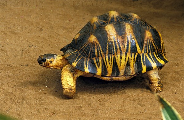 Madagascar Radiated Tortoise