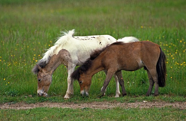 American miniature horse