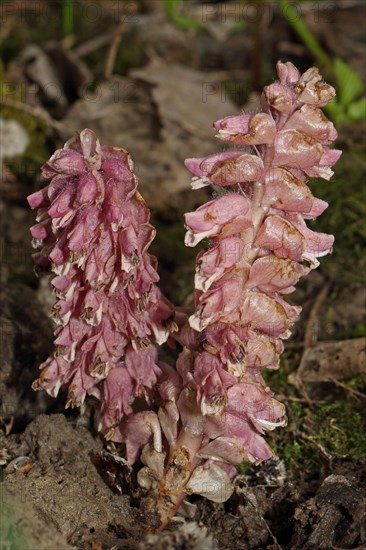 Common Scale Root