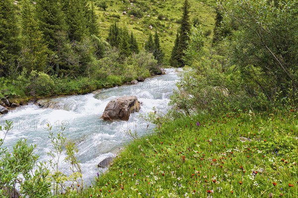 Wildflowers along the Aksu or Saryjaz River