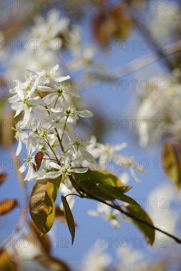 Snowy mespilus