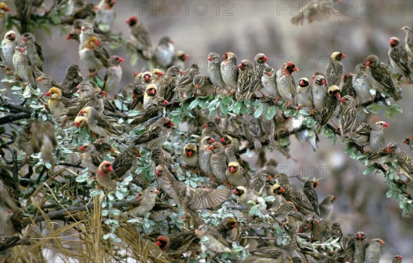 Red Billed Quelea