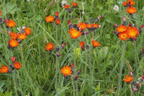 Meadow with wild flowers