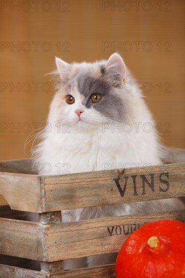 British Longhair