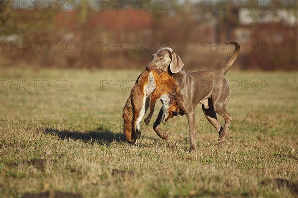 Weimaraner