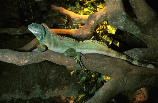Chinese Green water dragon