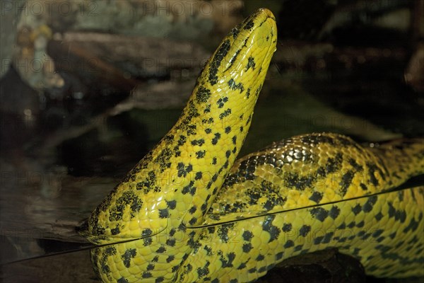 YELLOW ANACONDA