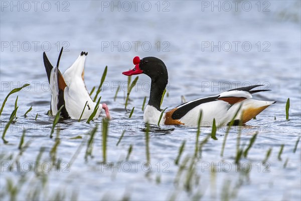 Common shelduck