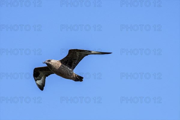 Great skua