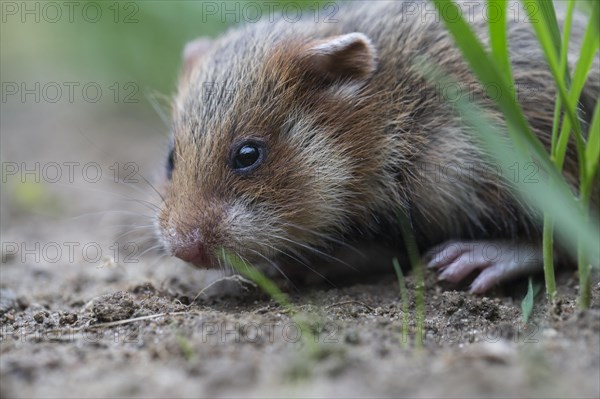 European Hamster