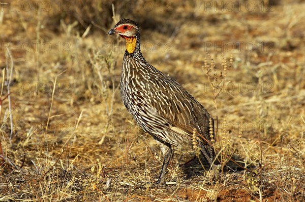 Yellow-Necked Spurfowl