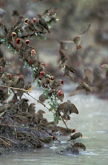 Red-Billed Quelea