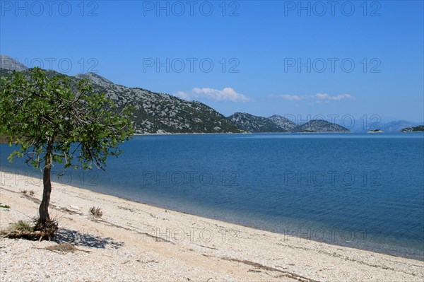 Beach with fig tree