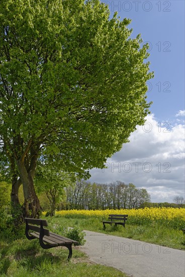 Bank at the wayside