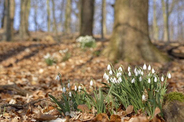 Common snowdrop