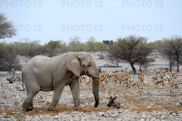 African elephant