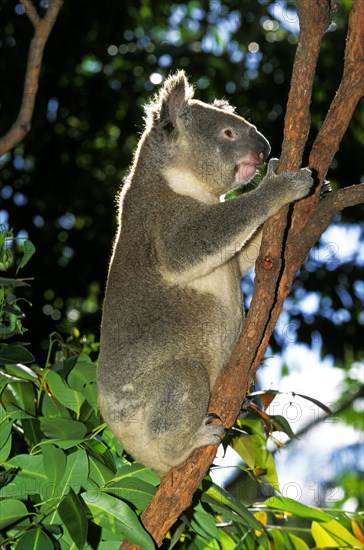 Koala