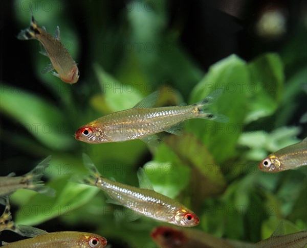 Red Nose Tetra