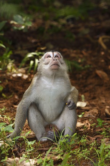 Crab-eating macaque