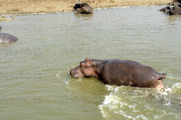 Hippopotamus