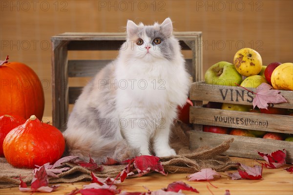 British Longhair