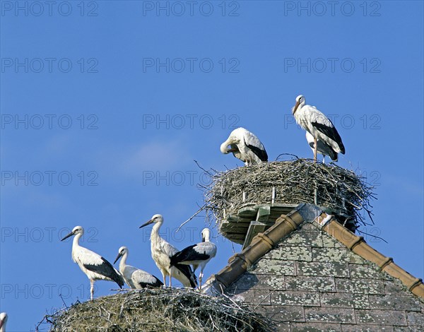 White stork