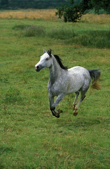 Shagya horse