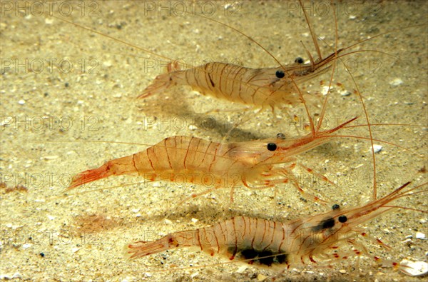 Common Palaemon sp.