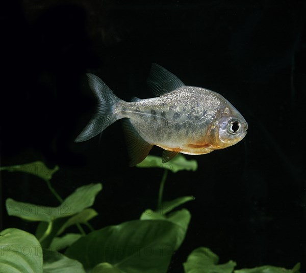 Colossoma brachypomum