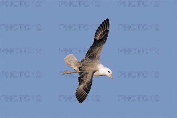 Northern fulmar