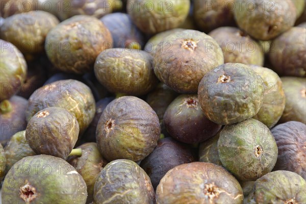 Fresh common Common fig