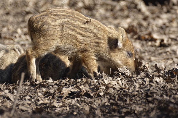 Wild boar