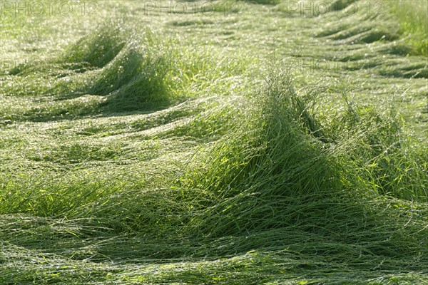 Field with perennial ryegrass