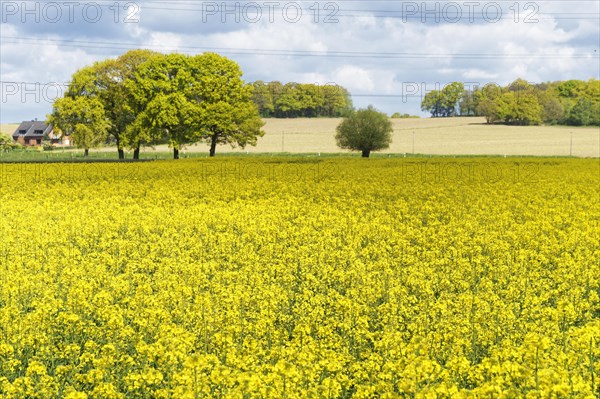 Field with Rape
