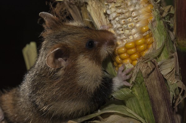 European Hamster