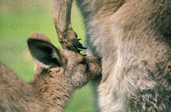 Eastern grey kangaroo