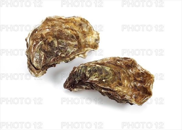 French oyster called Marennes d'Oleron
