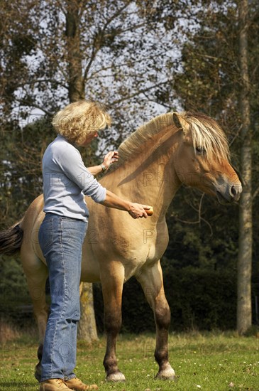 NORWEGIAN FJORD HORSE