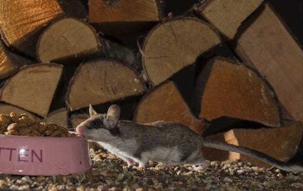 Garden dormouse