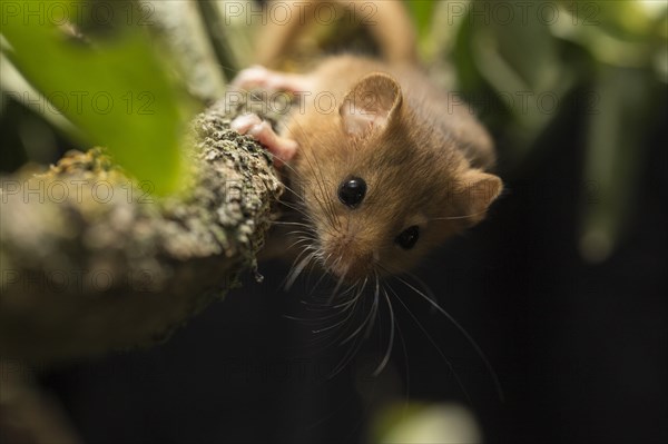 Hazel dormouse