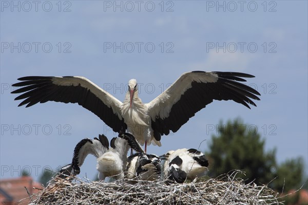 Young and adult white stork in nest