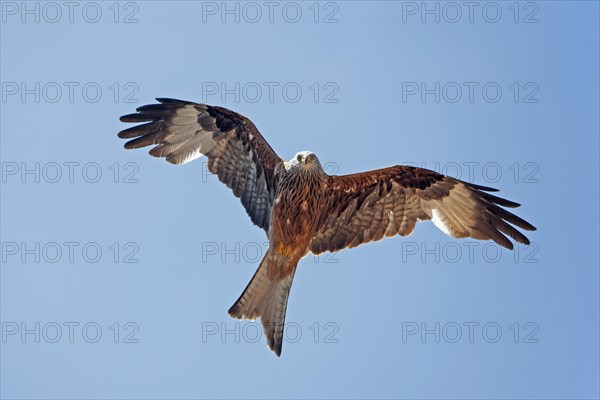 Red kite