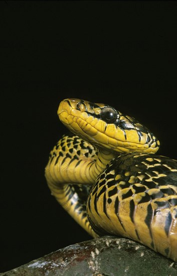 Tropical Caninana