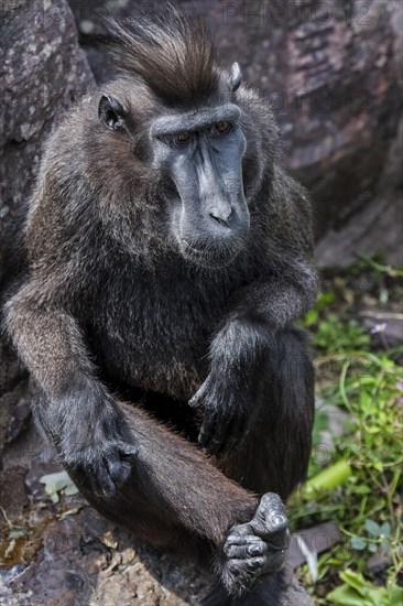 Celebes crested macaque