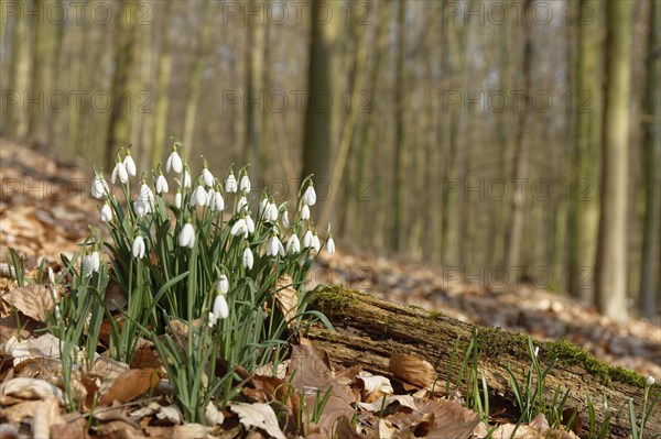 Common snowdrop