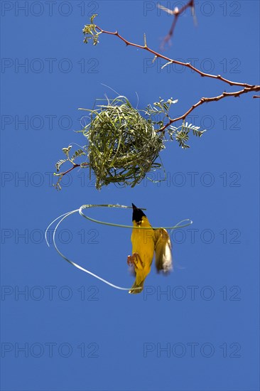 Southern Masked Weaver